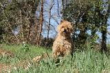 CAIRN TERRIER 063